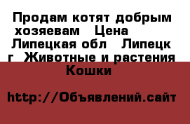 Продам котят добрым хозяевам › Цена ­ 100 - Липецкая обл., Липецк г. Животные и растения » Кошки   